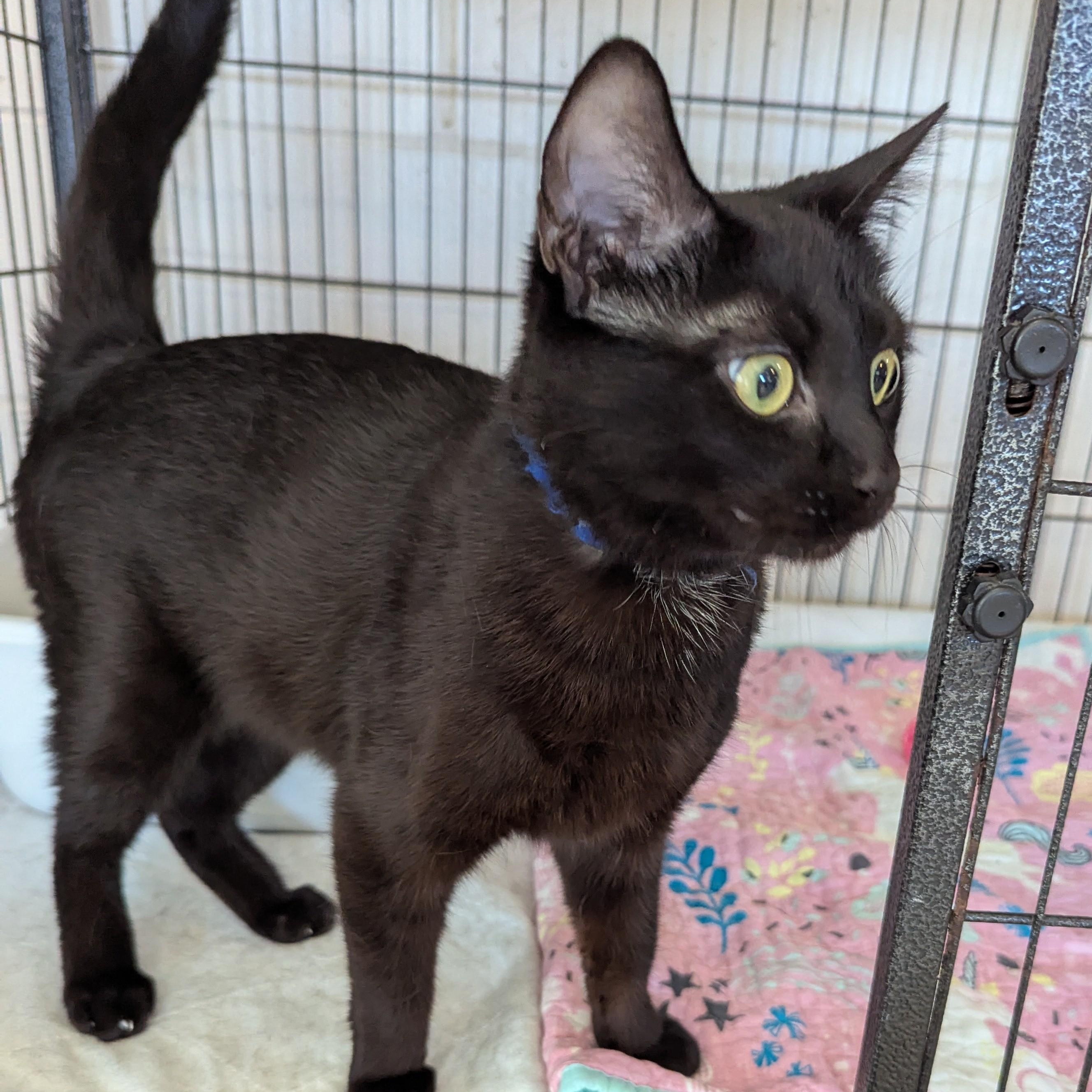 Enlarge ULANI, a Adoptable Domestic Short Hair in La Crescent, MN image 4/5