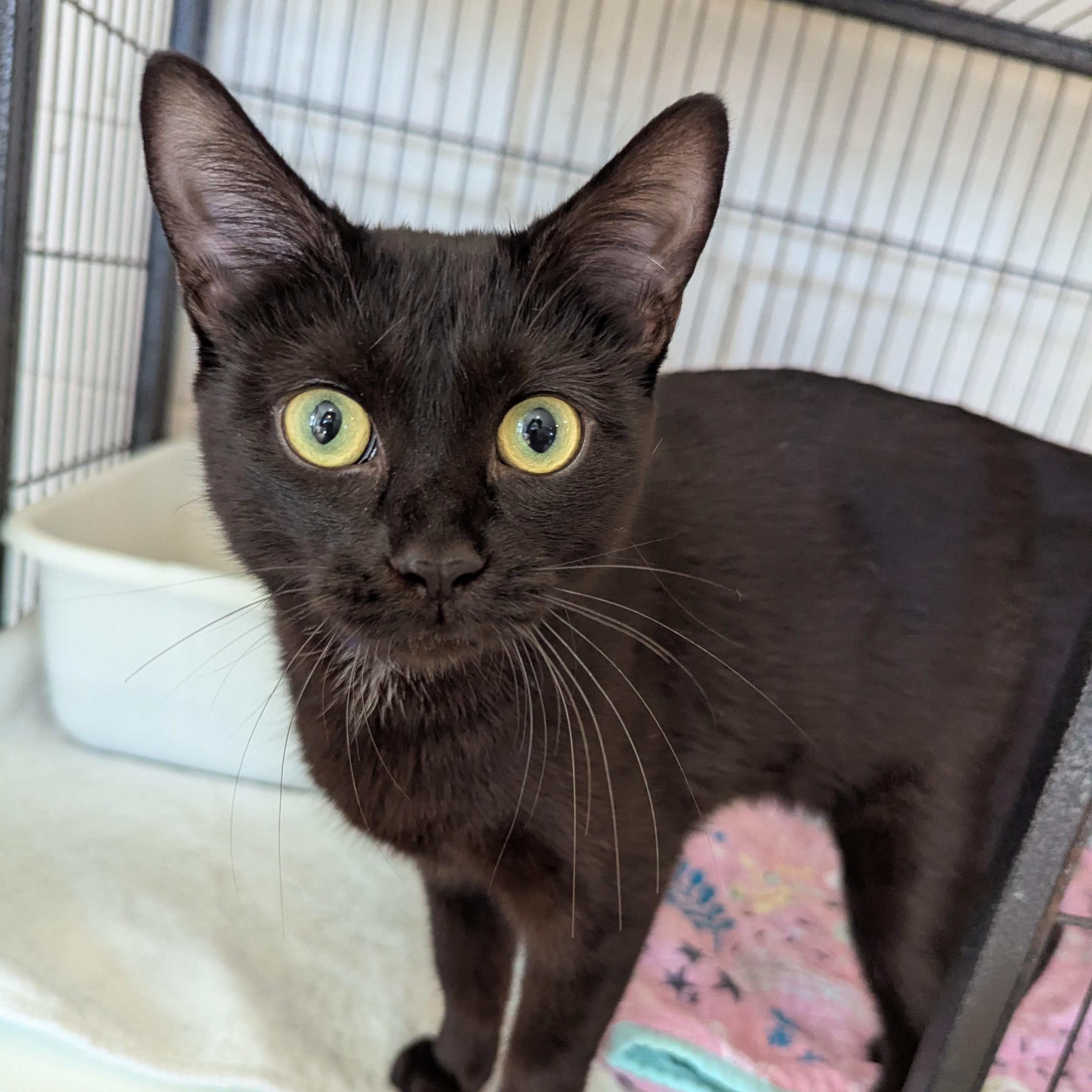 Enlarge ULANI, a Adoptable Domestic Short Hair in La Crescent, MN image 5/5