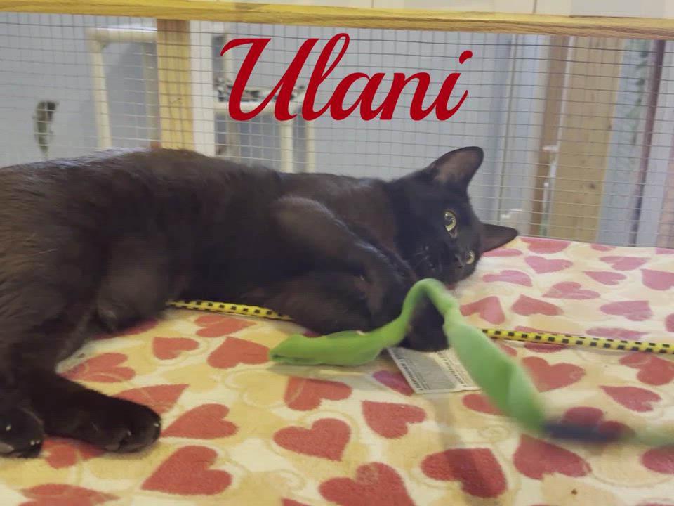Enlarge ULANI, a Adoptable Domestic Short Hair in La Crescent, MN video 3/5