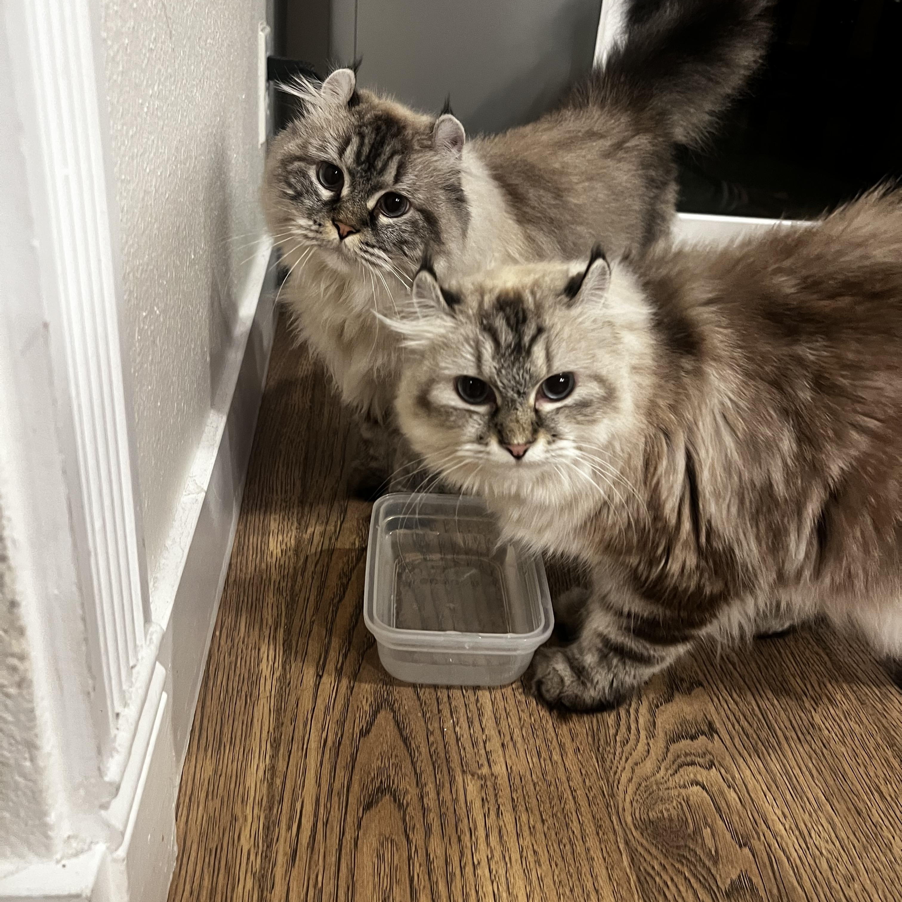 Enlarge Minnie and Bella, a Adoptable mixed breed in San Jose, CA image 1/6