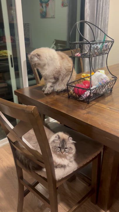 Enlarge Minnie and Bella, a Adoptable mixed breed in San Jose, CA video 2/6