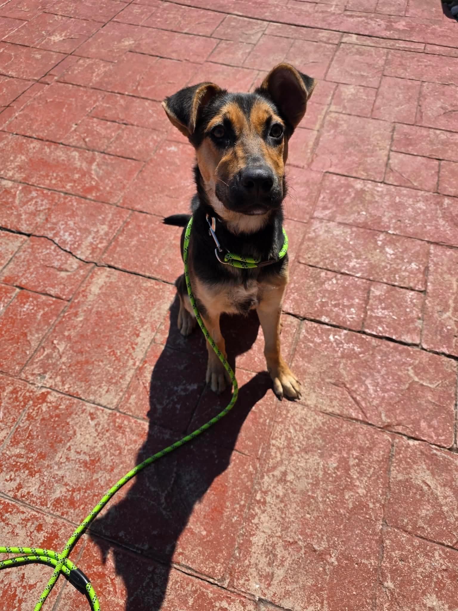 Crema, Adoptable, Puppy Female German Shepherd Dog.