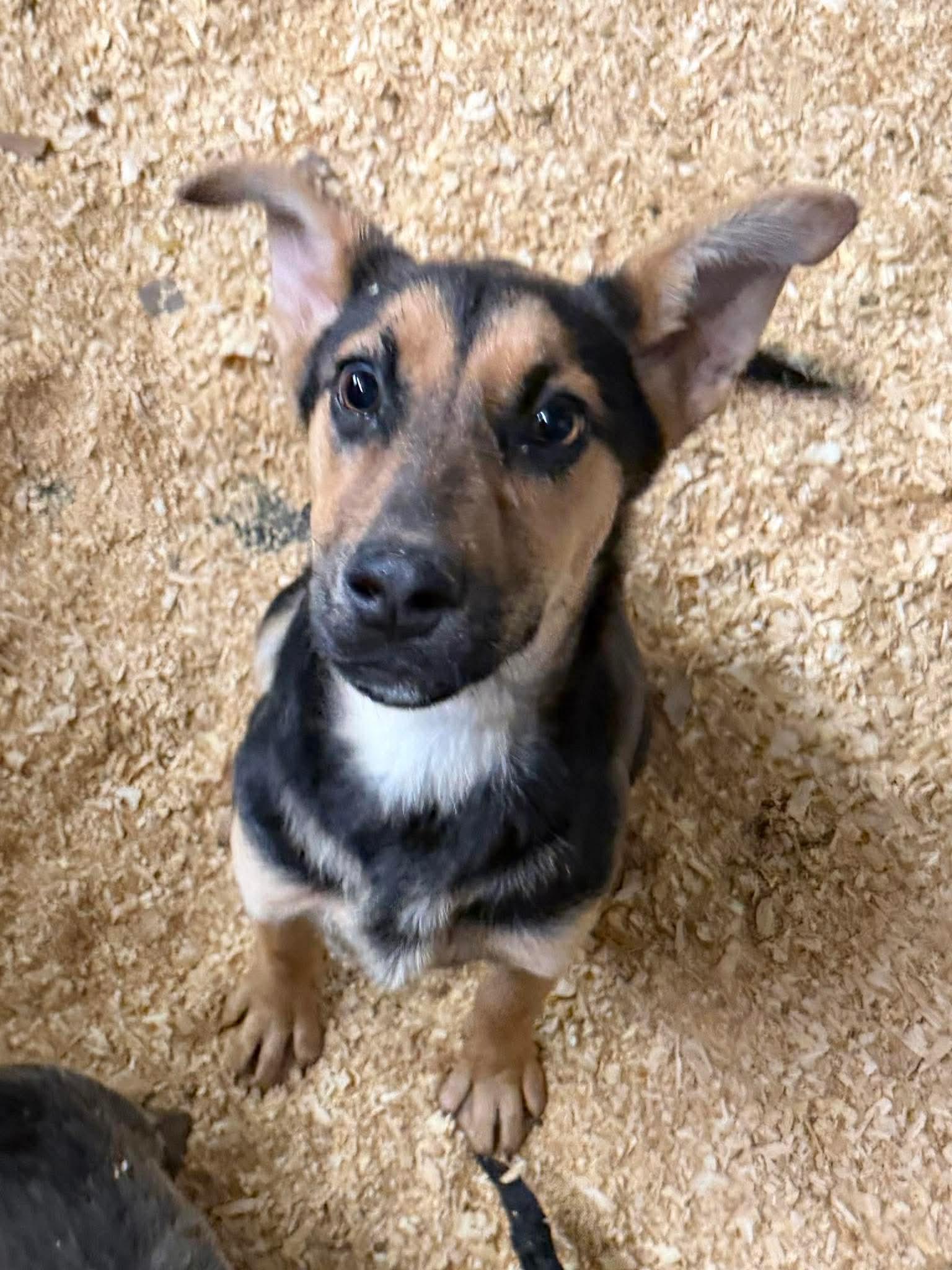 Enlarge Crema, a Adoptable German Shepherd Dog in New Baltimore, MI image 1/1