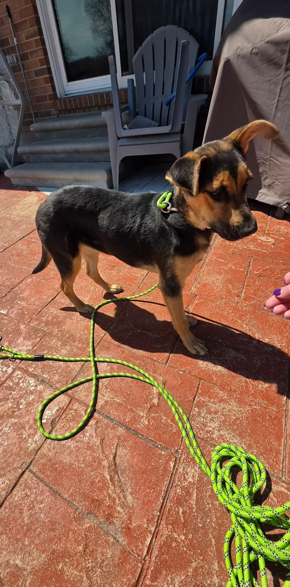 Enlarge Crema, a Adoptable German Shepherd Dog in New Baltimore, MI image 2/4