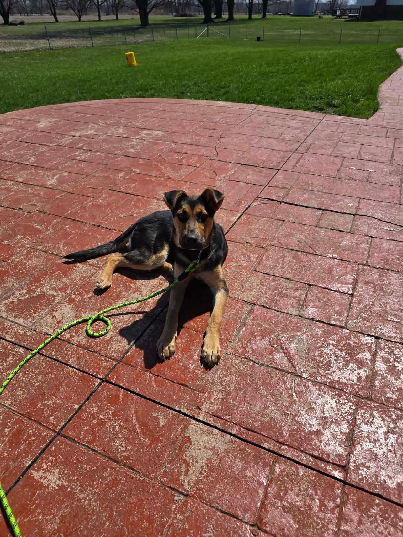 Enlarge Crema, a Adoptable German Shepherd Dog in New Baltimore, MI image 3/4