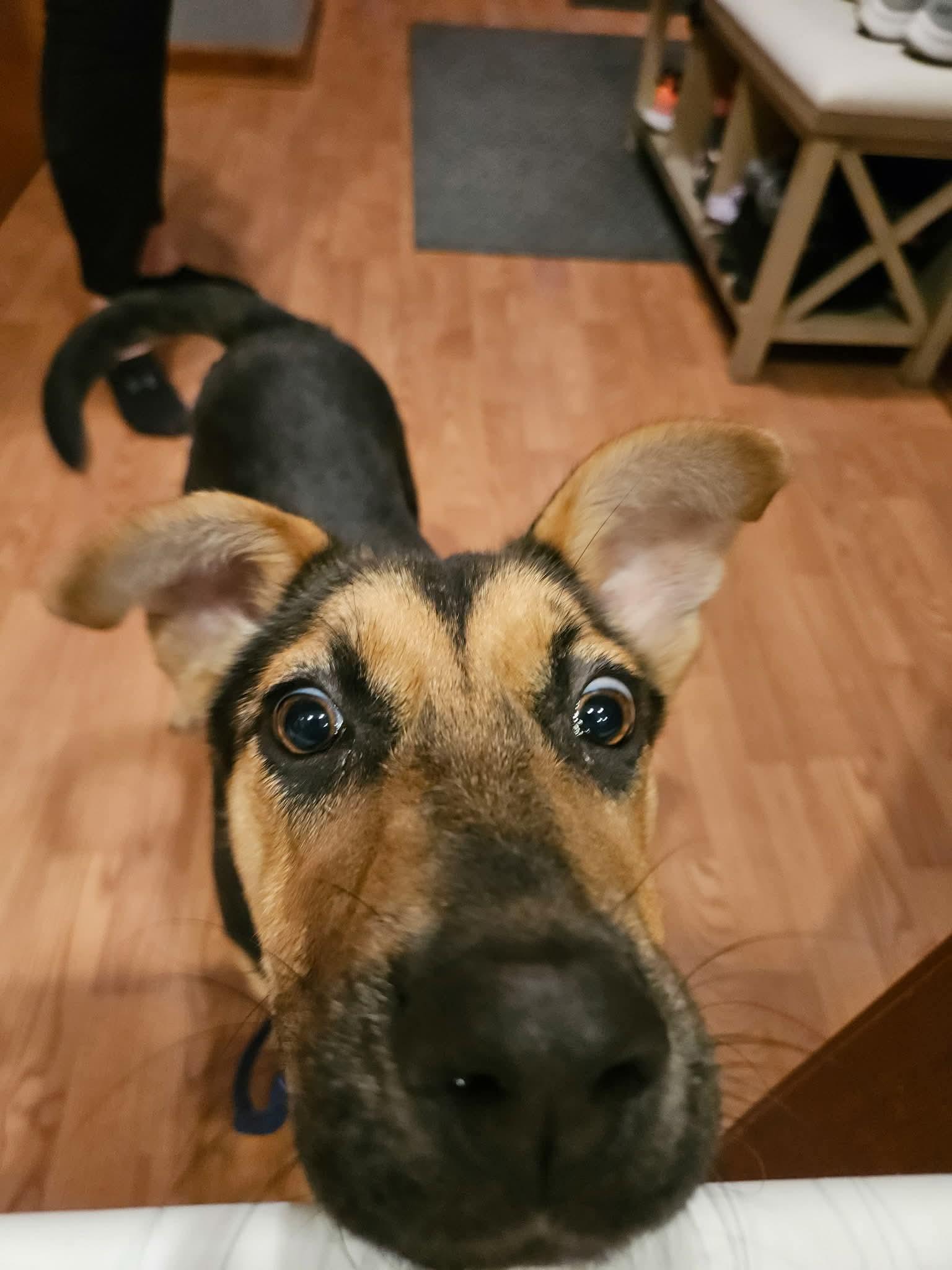 Enlarge Crema, a Adoptable German Shepherd Dog in New Baltimore, MI image 4/4