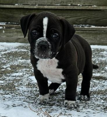 Enlarge Lark (2 months old), a ADOPTABLE mixed breed in Albany, NY image 1/1