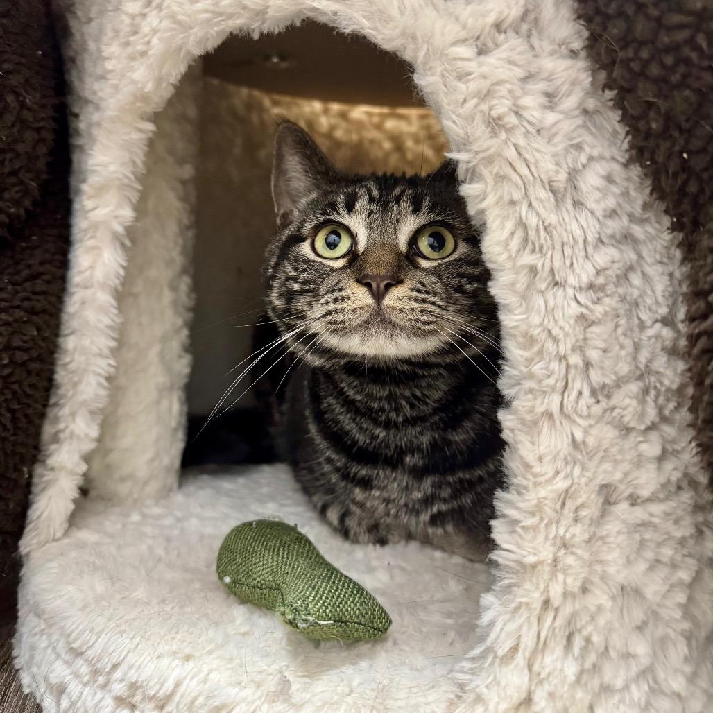 Enlarge Stormy, a Adoptable Domestic Short Hair in Port Angeles, WA image 1/6