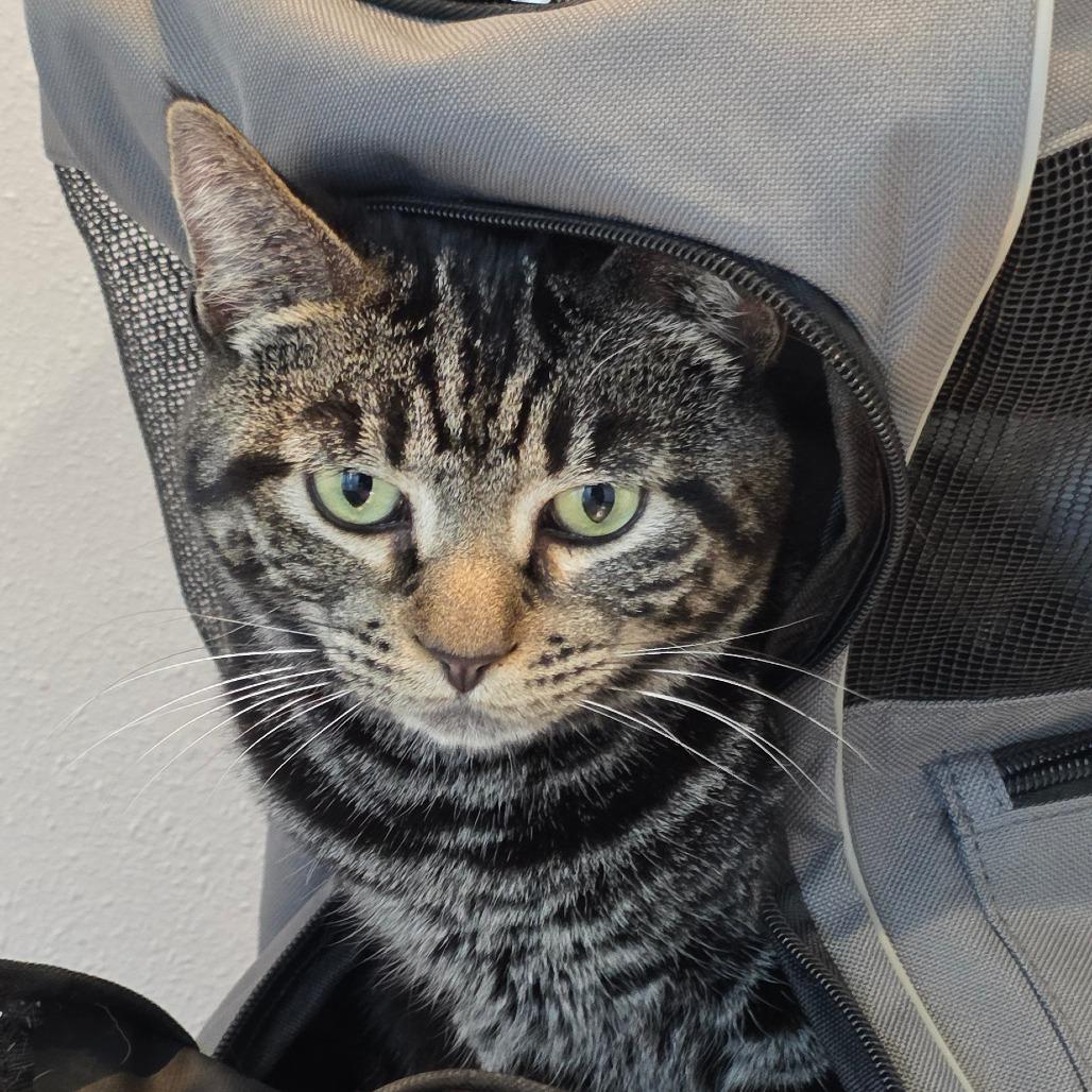 Enlarge Stormy, a Adoptable Domestic Short Hair in Port Angeles, WA image 2/6
