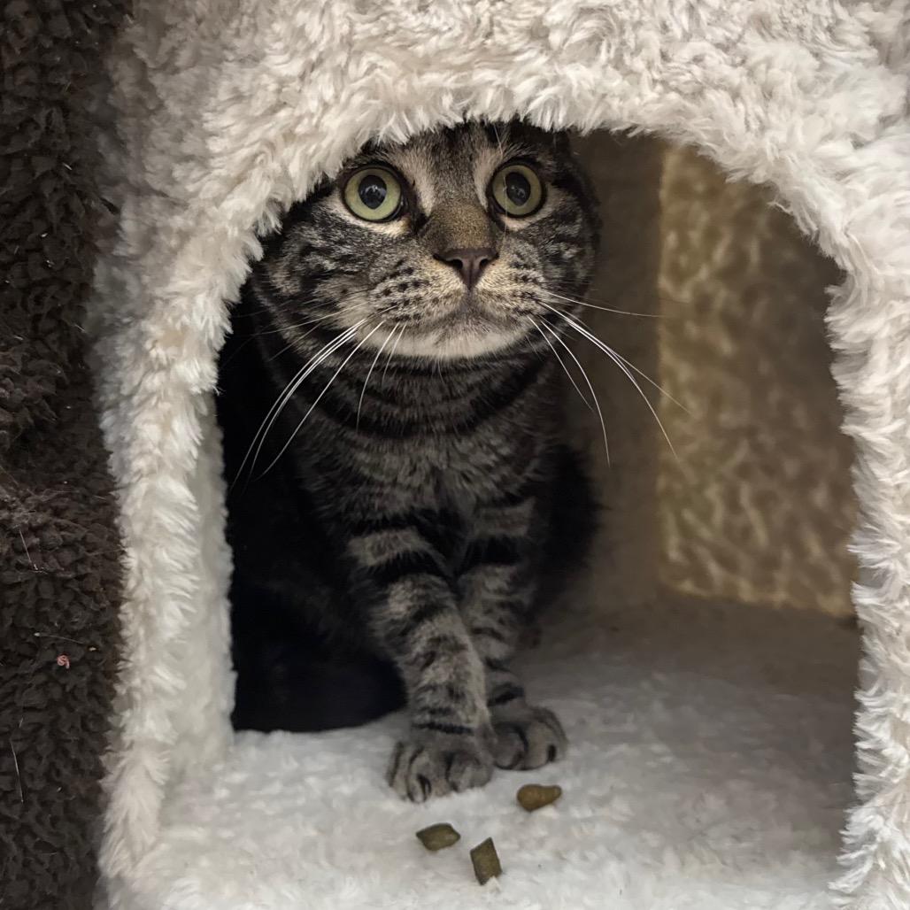 Enlarge Stormy, a Adoptable Domestic Short Hair in Port Angeles, WA image 3/6