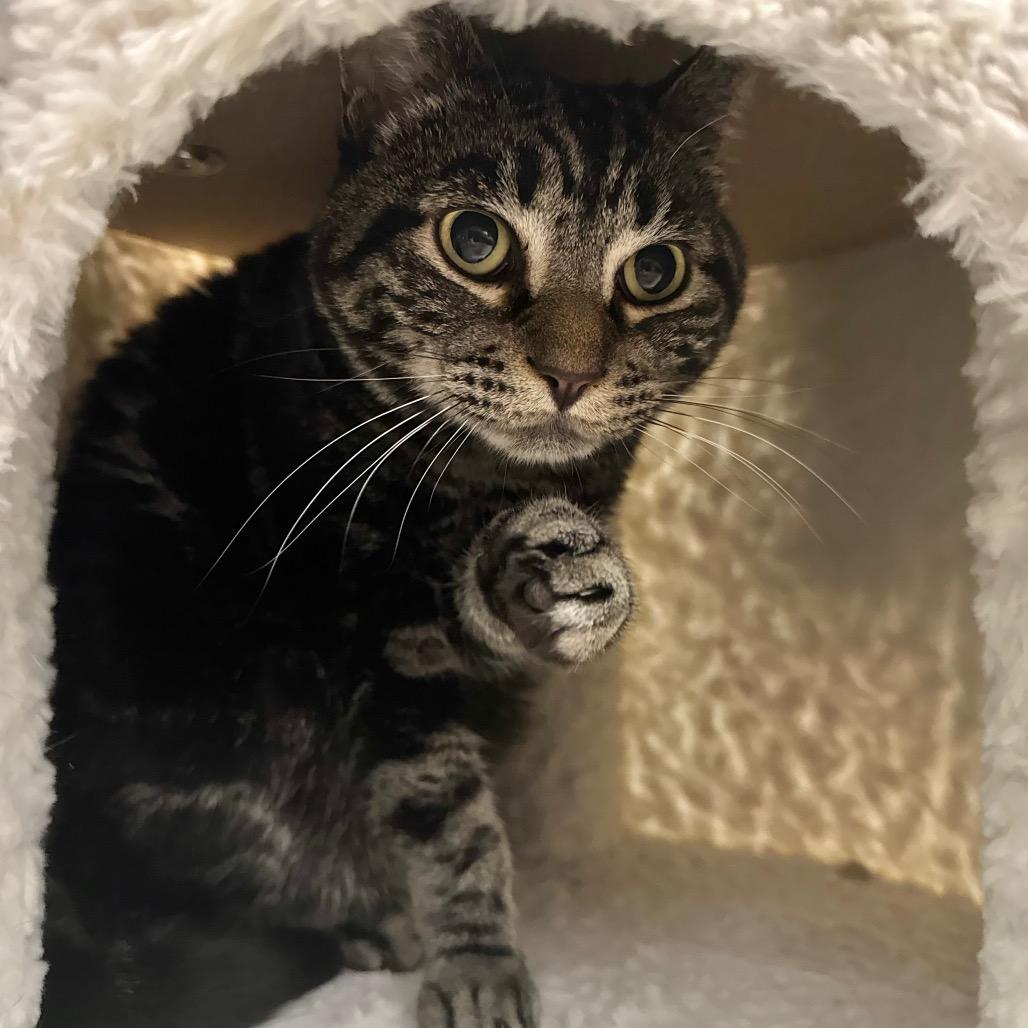Enlarge Stormy, a Adoptable Domestic Short Hair in Port Angeles, WA image 4/6