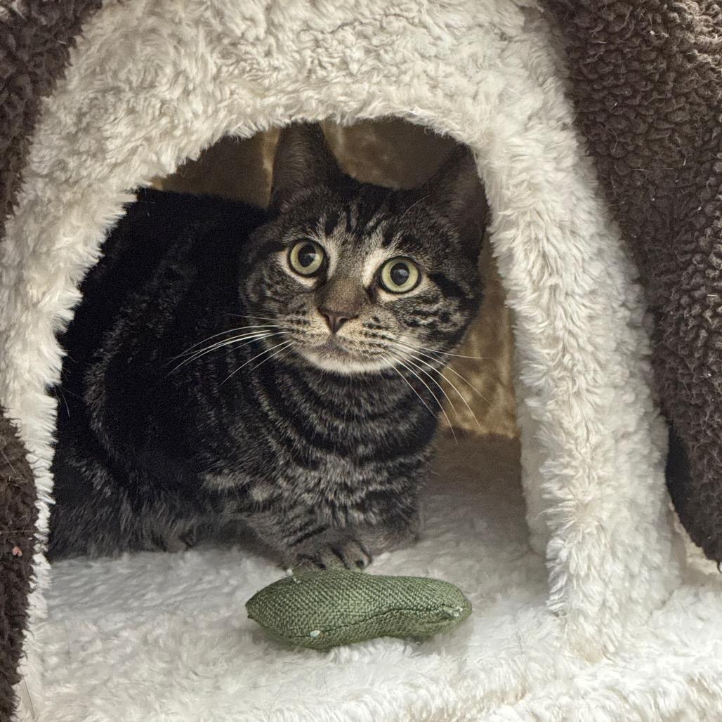 Enlarge Stormy, a Adoptable Domestic Short Hair in Port Angeles, WA image 5/6