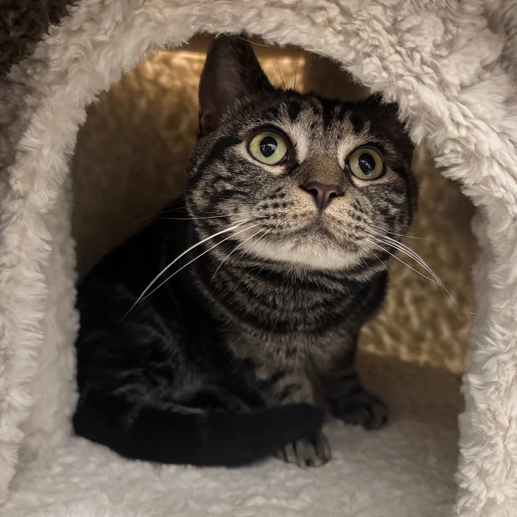 Enlarge Stormy, a Adoptable Domestic Short Hair in Port Angeles, WA image 6/6