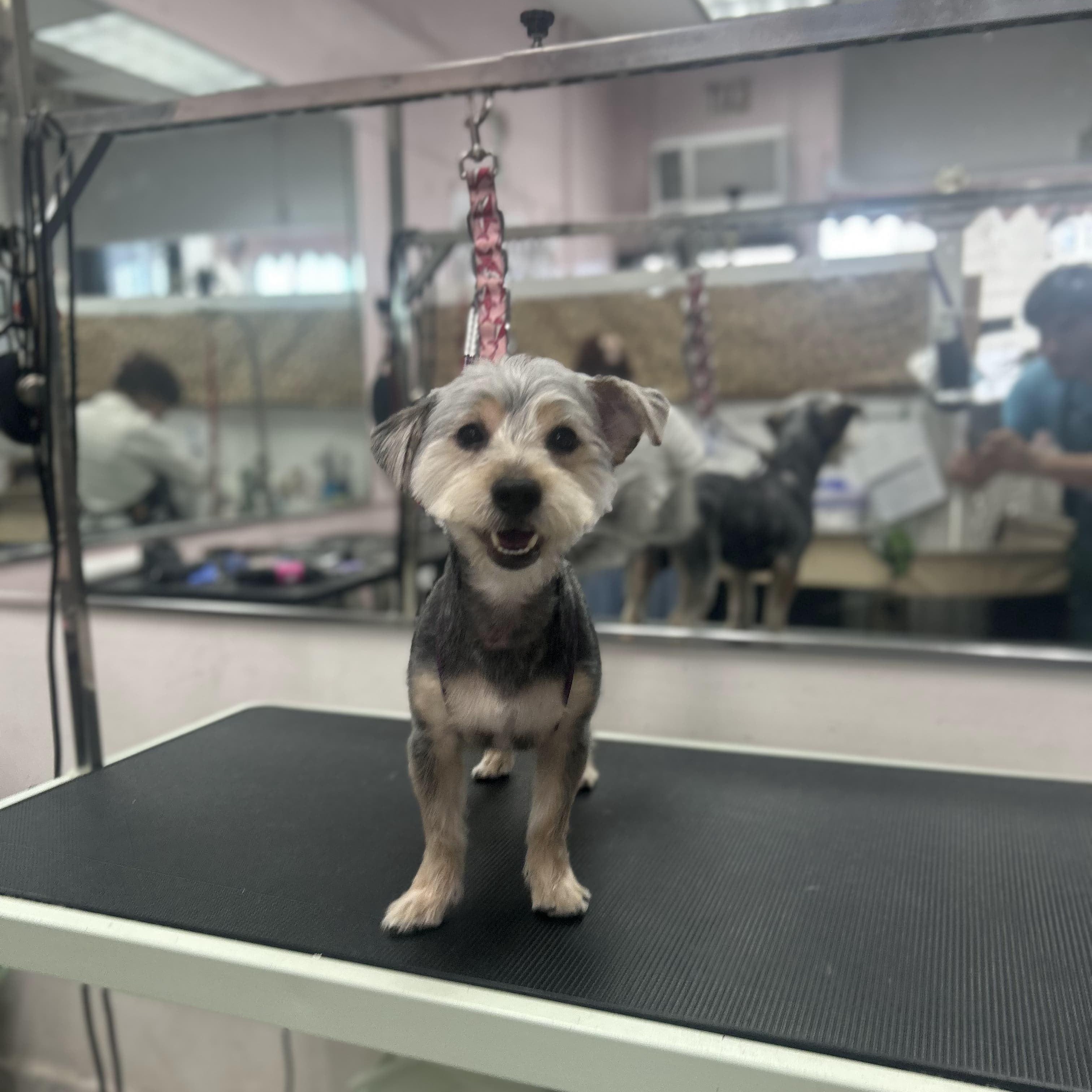 Enlarge Teddy Ruxpin, a Adopted Yorkshire Terrier in New York, NY image 1/6