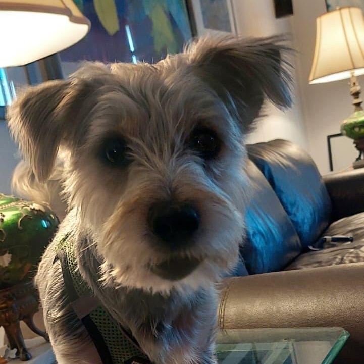 Enlarge Teddy Ruxpin, a Adopted Yorkshire Terrier in New York, NY image 4/6