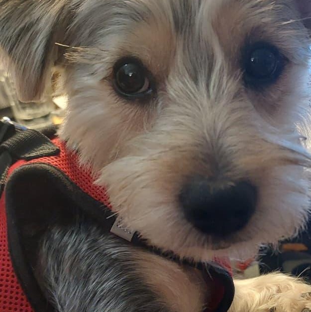 Enlarge Teddy Ruxpin, a Adopted Yorkshire Terrier in New York, NY image 5/6