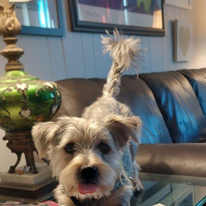 Enlarge Teddy Ruxpin, a Adopted Yorkshire Terrier in New York, NY image 2/6