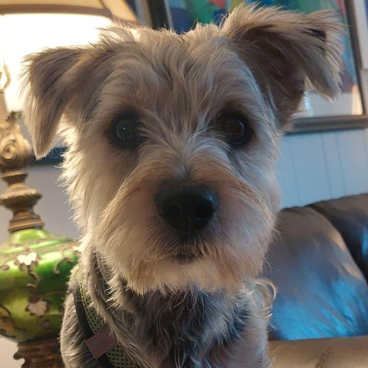Enlarge Teddy Ruxpin, a Adopted Yorkshire Terrier in New York, NY image 6/6