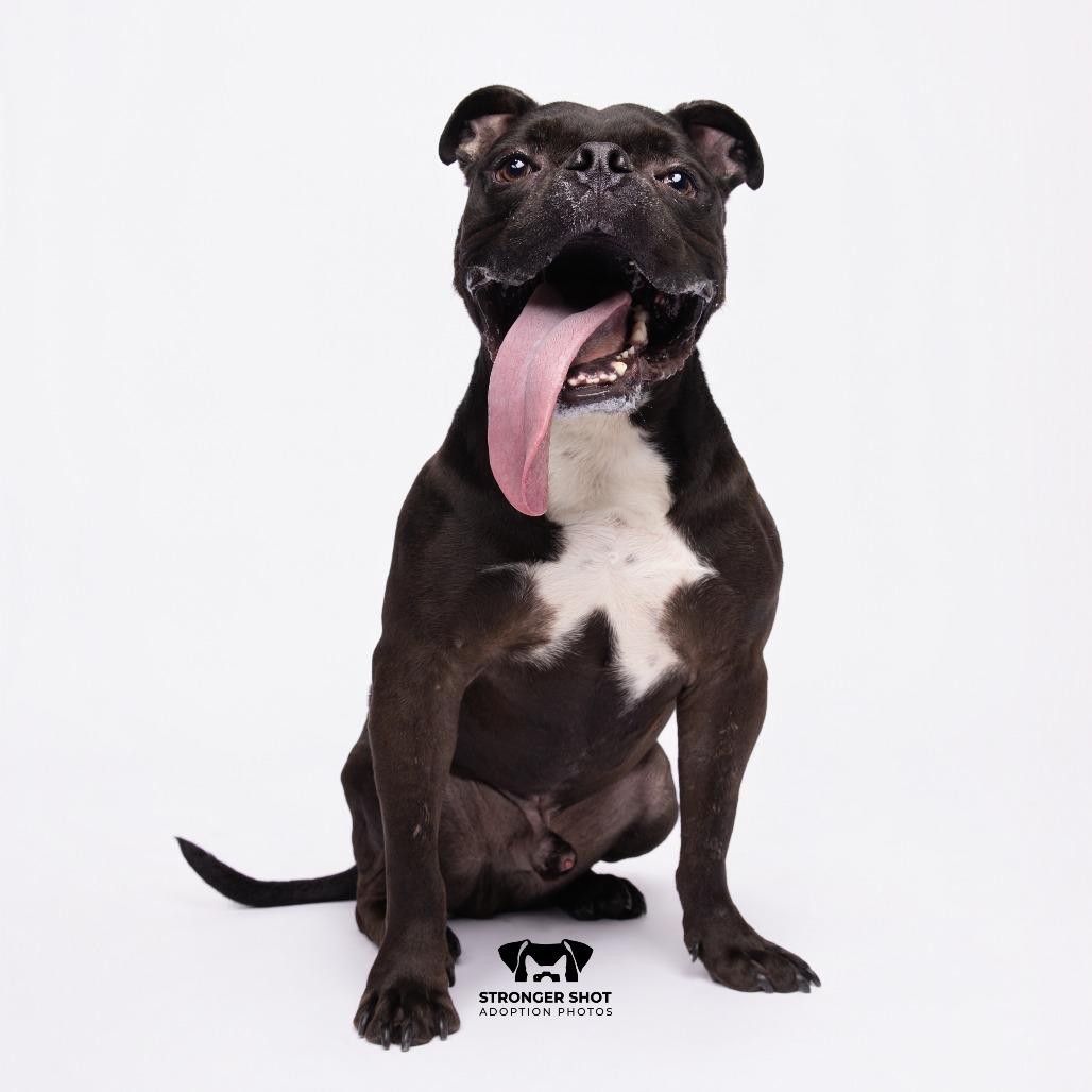 Sender, Adoptable, Adult Male Terrier & Terrier.