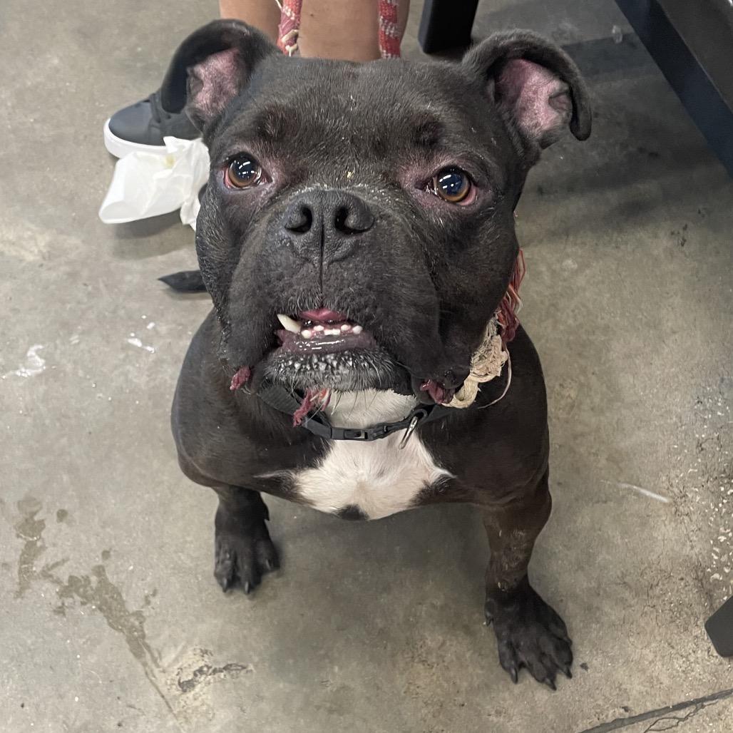 Enlarge Sender, a Adoptable mixed breed in Tampa, FL image 2/5
