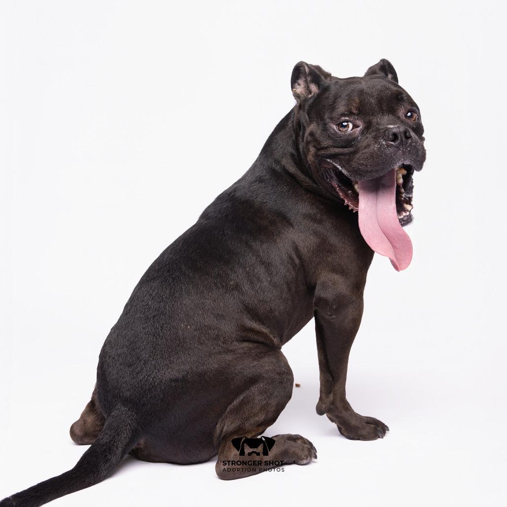 Enlarge Sender, a Adoptable mixed breed in Tampa, FL image 3/5