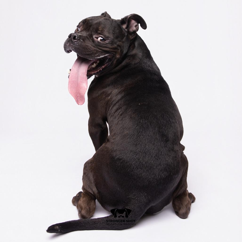 Enlarge Sender, a Adoptable mixed breed in Tampa, FL image 4/5