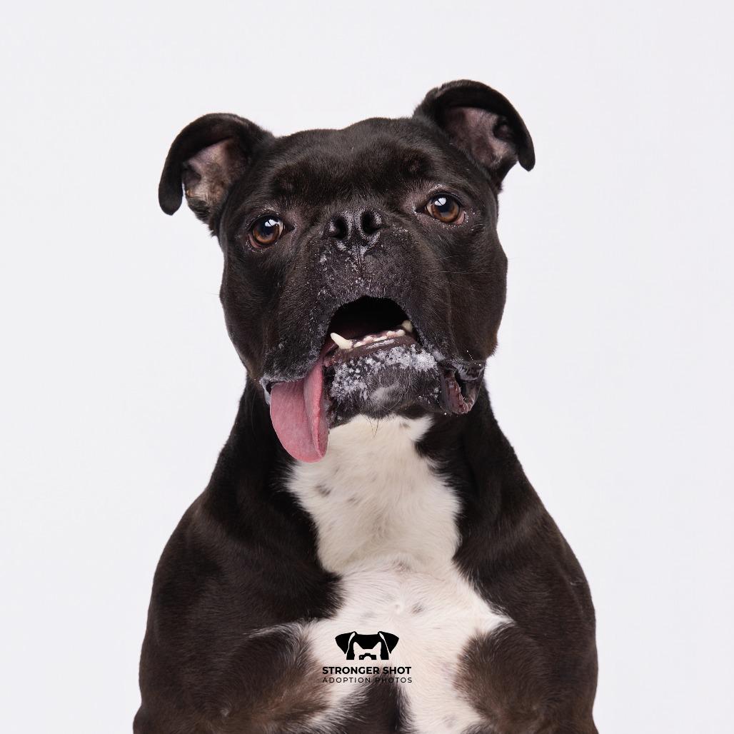 Enlarge Sender, a Adoptable mixed breed in Tampa, FL image 5/5