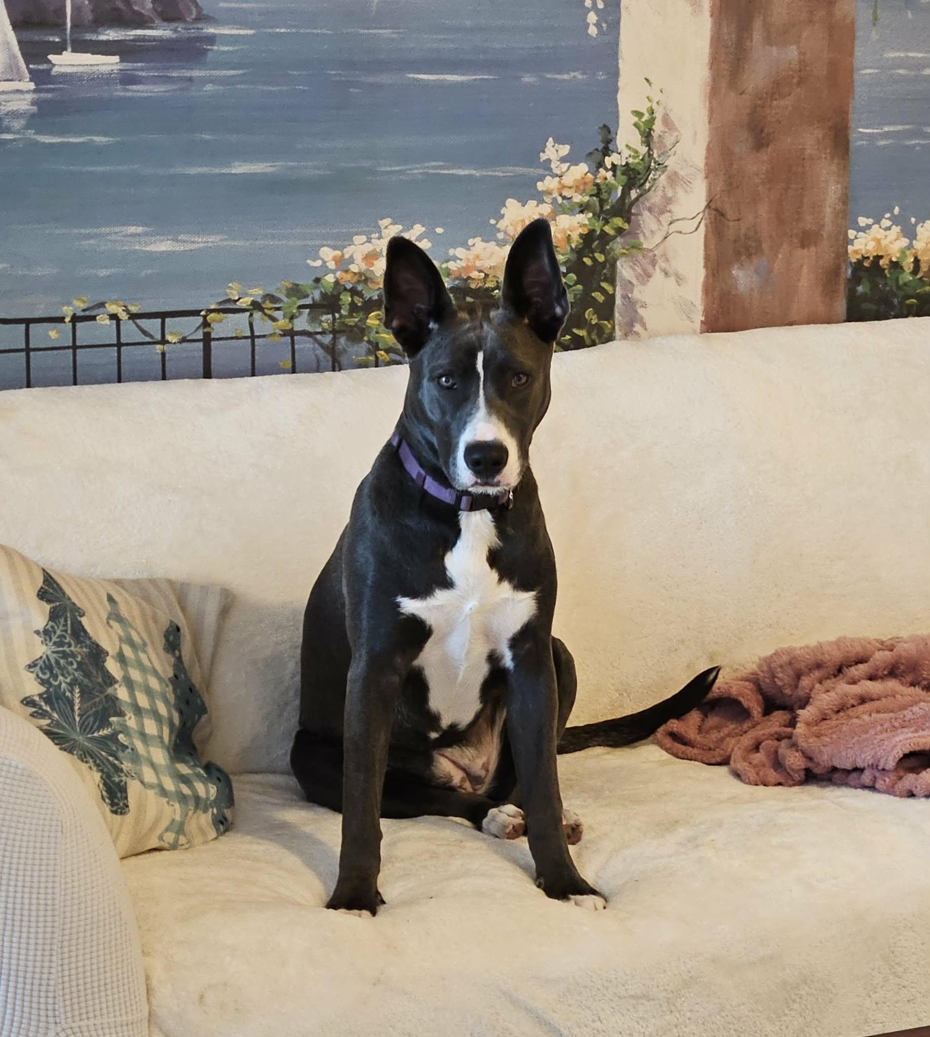Enlarge Leia, a Adoptable mixed breed in Virginia Beach, VA image 5/6