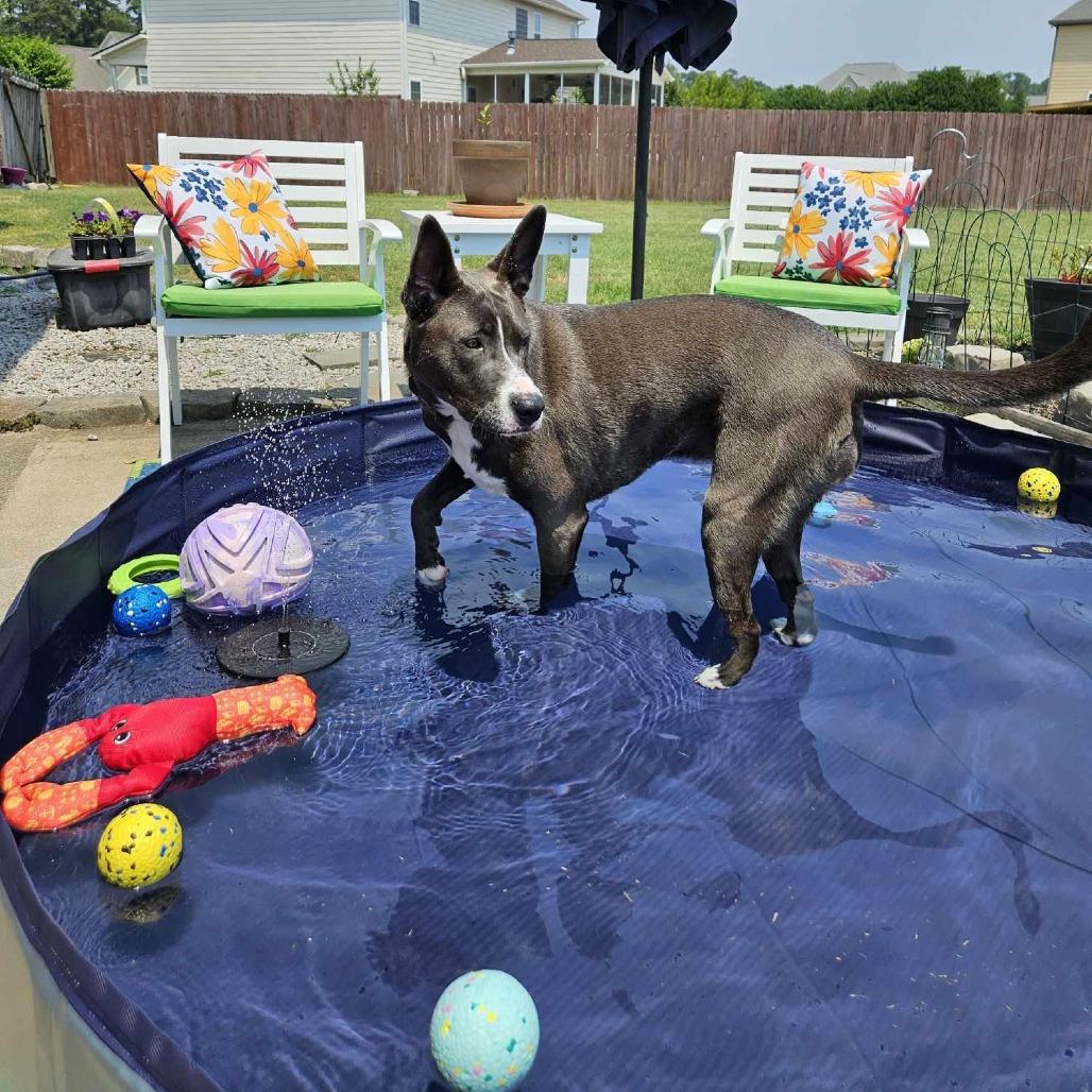 Enlarge Leia, a Adoptable mixed breed in Virginia Beach, VA image 2/6