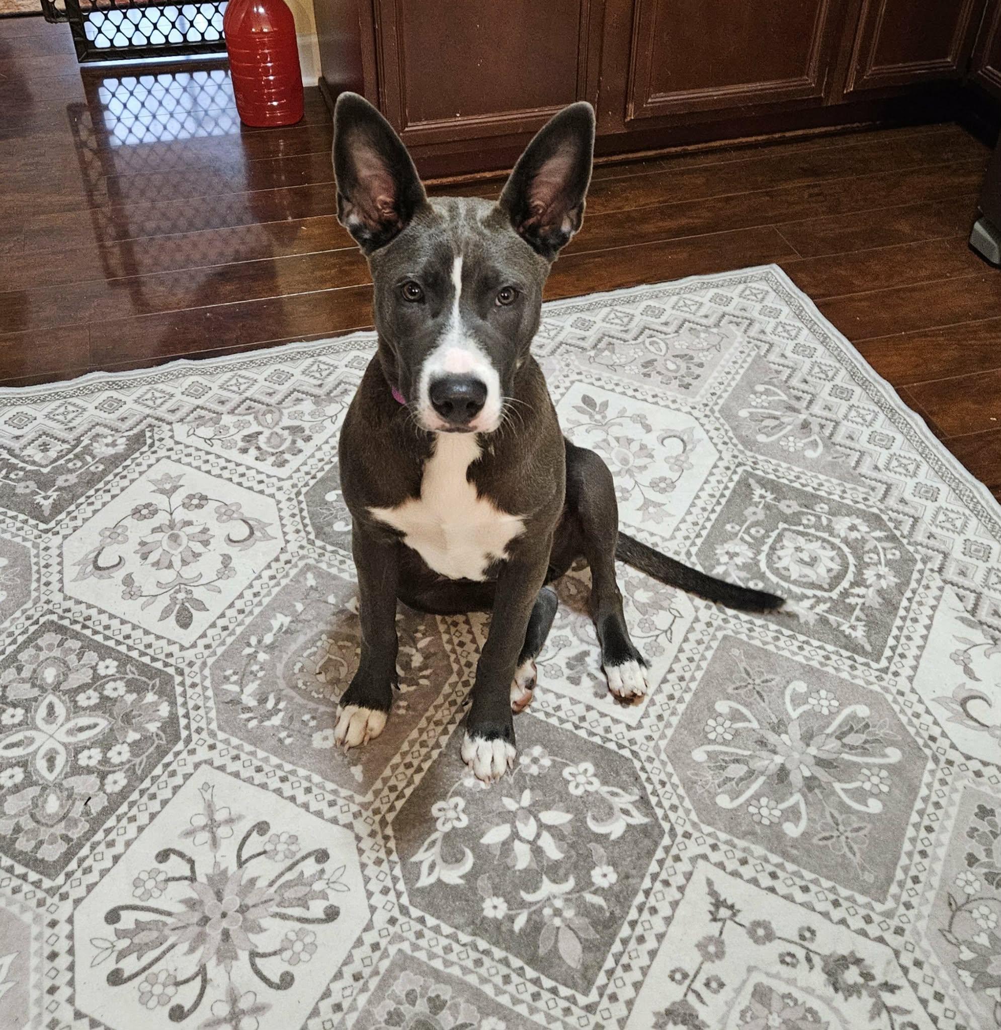 Enlarge Leia, a Adoptable mixed breed in Virginia Beach, VA image 4/6