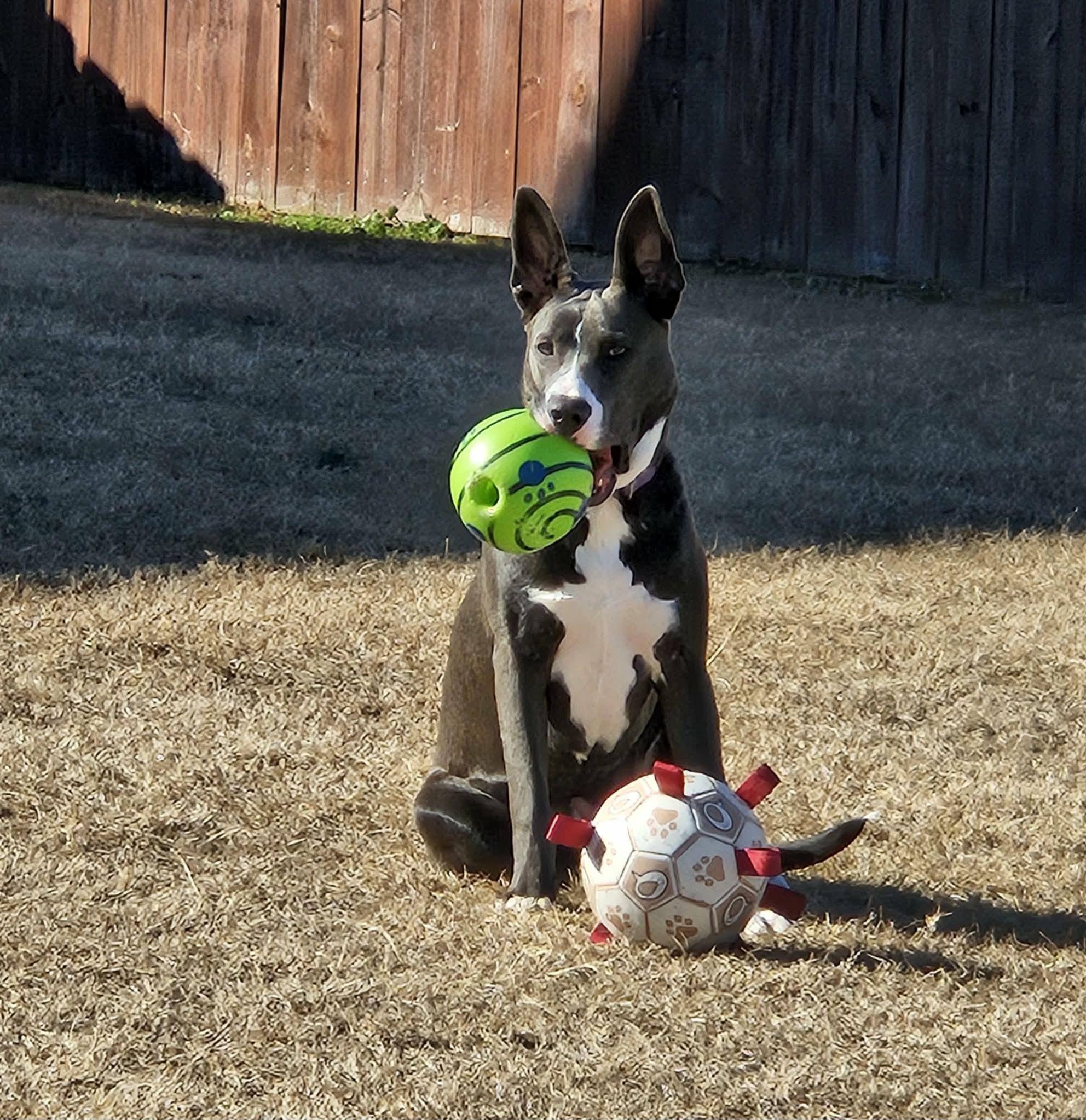 Enlarge Leia, a Adoptable mixed breed in Virginia Beach, VA image 3/6