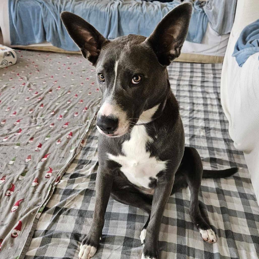 Leia, Adoptable, Young Female Husky.