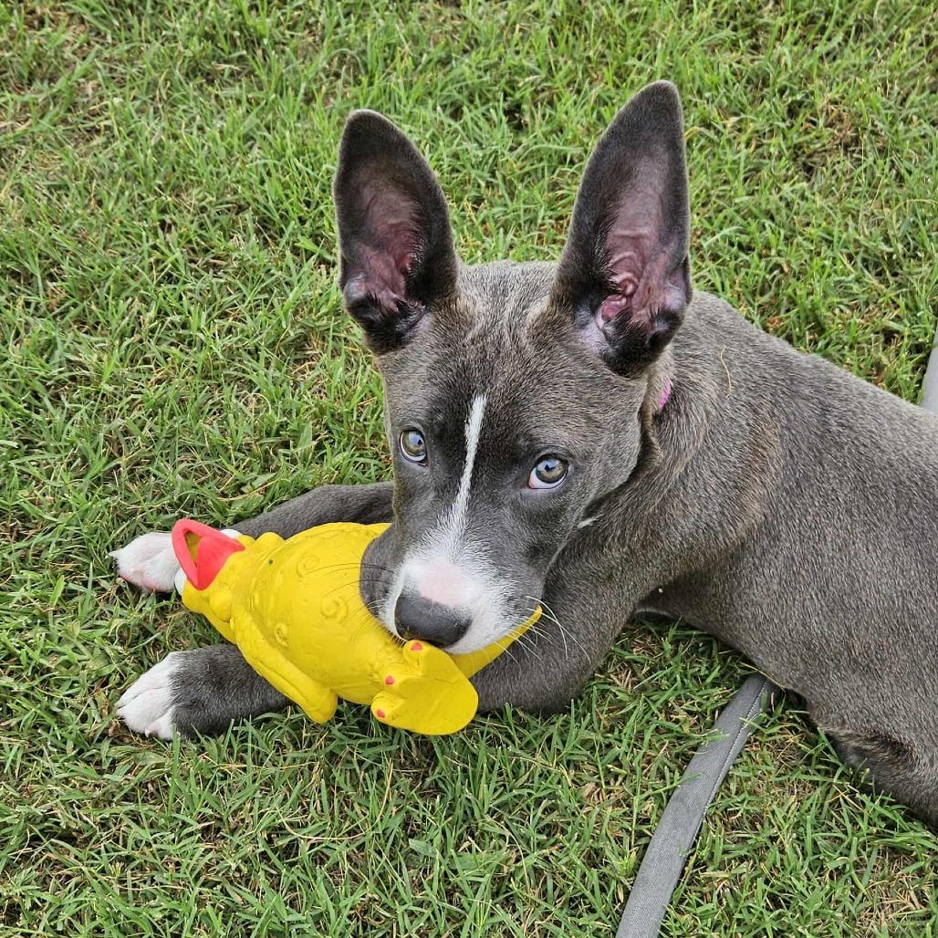 Enlarge Leia, a Adoptable mixed breed in Virginia Beach, VA image 6/6