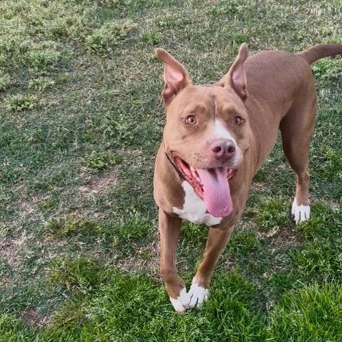 Mia, Adoptable, Adult Female Pit Bull Terrier.