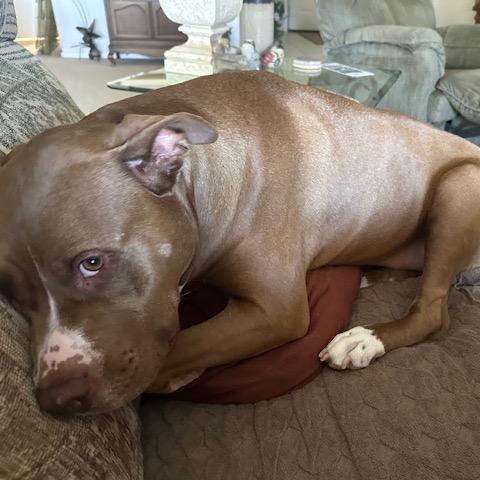 Enlarge Mia, a Adoptable Pit Bull Terrier in Glendale, AZ image 2/6