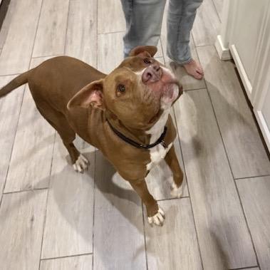 Enlarge Mia, a Adoptable Pit Bull Terrier in Glendale, AZ image 3/6