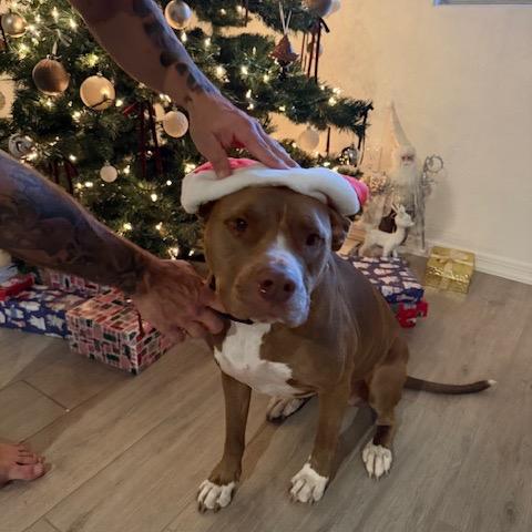 Enlarge Mia, a Adoptable Pit Bull Terrier in Glendale, AZ image 4/6