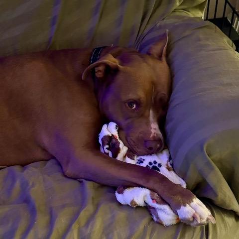 Enlarge Mia, a Adoptable Pit Bull Terrier in Glendale, AZ image 6/6