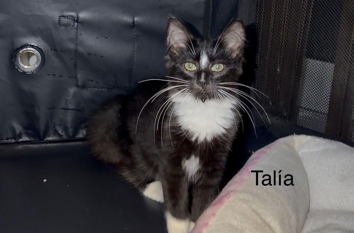 Talia, a Adoptable Tuxedo in Oakland Park, FL image 1/3