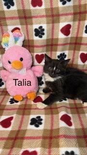 Talia, a Adoptable Tuxedo in Oakland Park, FL image 2/3