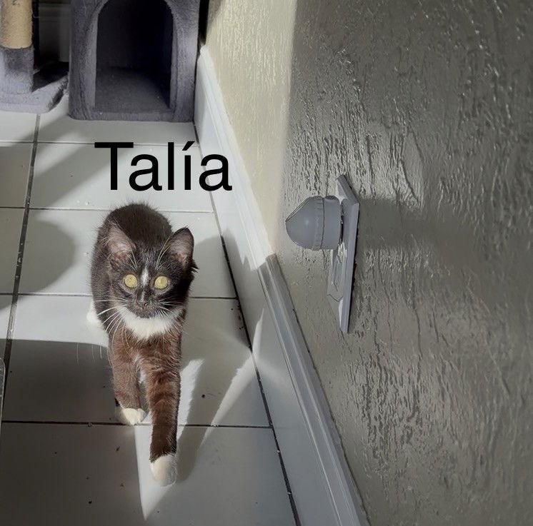 Talia, a Adoptable Tuxedo in Oakland Park, FL image 3/3
