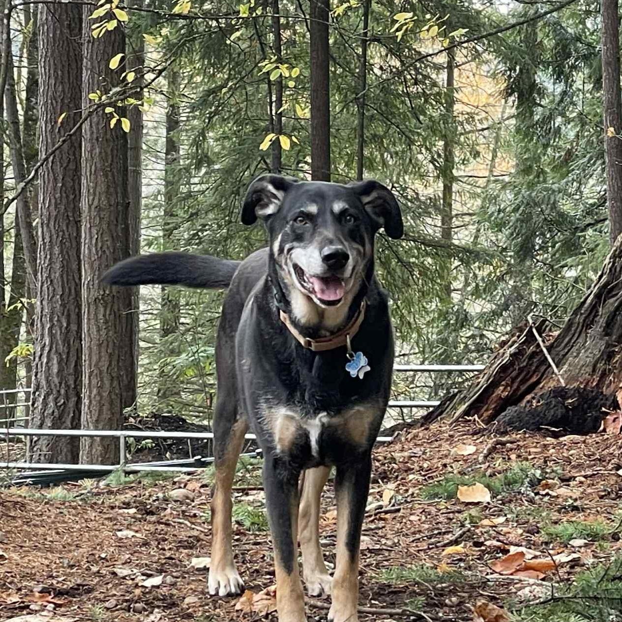 Flokie, a Adoptable mixed breed in AUBURN, WA image 1/4