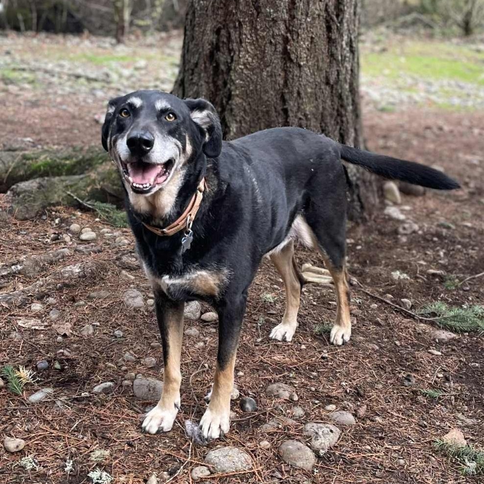 Flokie, a Adoptable mixed breed in AUBURN, WA image 2/4