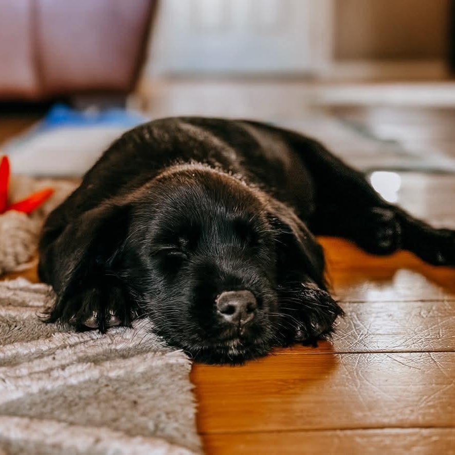 Dove, Adoptable, Puppy Female Golden Retriever.