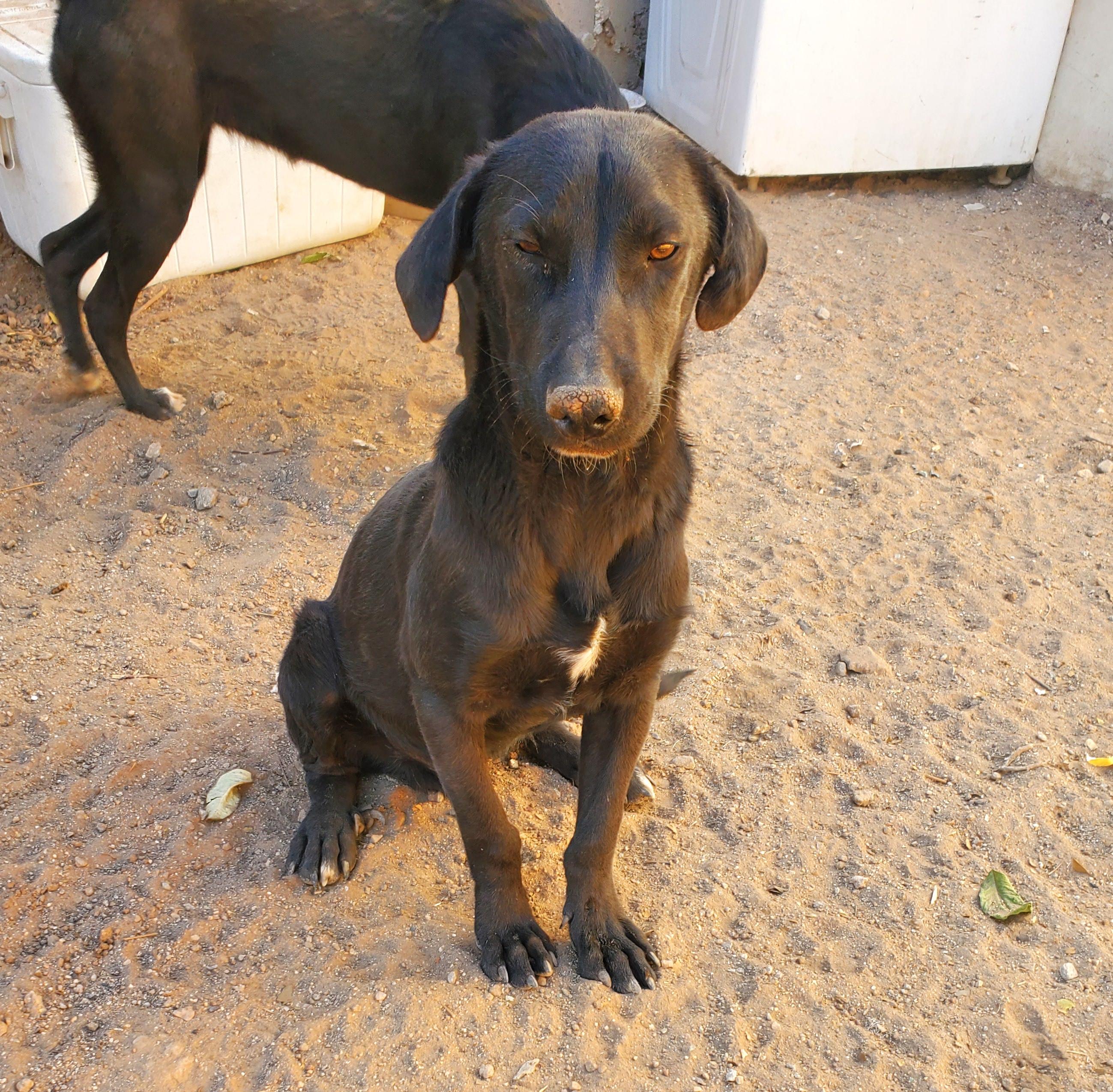 Tommy (3), an adoptable Black Labrador Retriever in Mexicali, BCN, 21280 | Photo Image 2