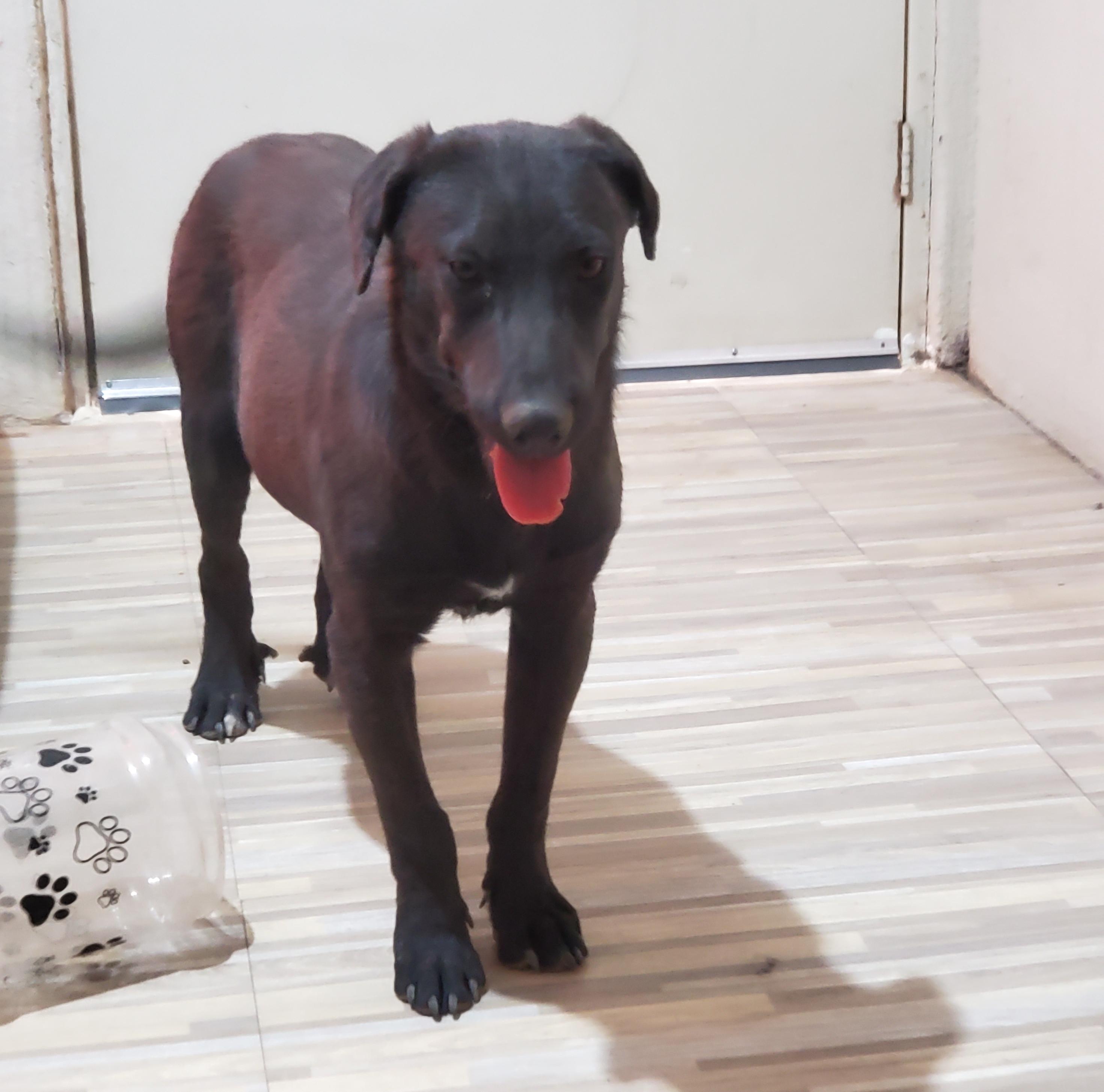 Tommy (3), an adoptable Black Labrador Retriever in Mexicali, BCN, 21280 | Photo Image 3