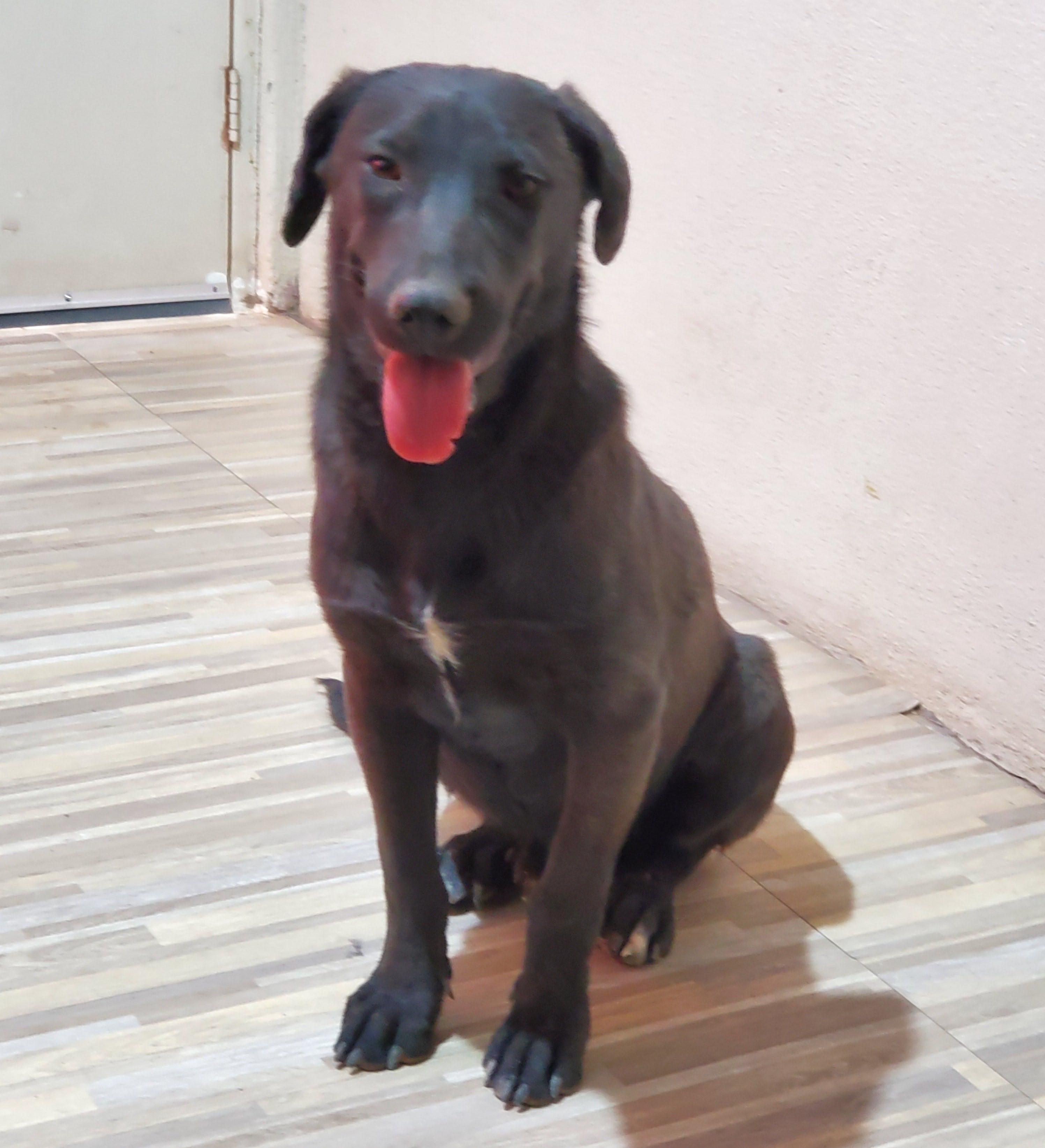 Tommy (3), an adoptable Black Labrador Retriever in Mexicali, BCN, 21280 | Photo Image 1