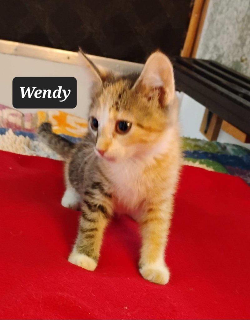 Wendy, Adoptable, Kitten Female Domestic Short Hair.