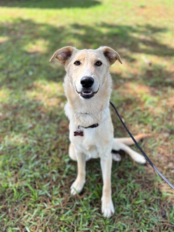 Biscuits, a Adoptable mixed breed in Berkeley Heights, NJ image 1/6