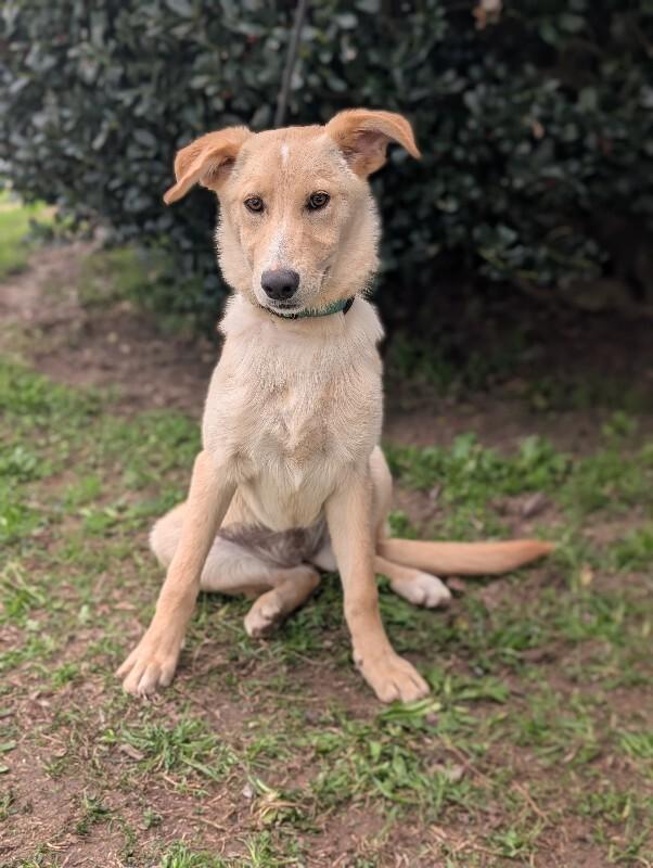 Enlarge Biscuits, a Adoptable mixed breed in Berkeley Heights, NJ image 1/6